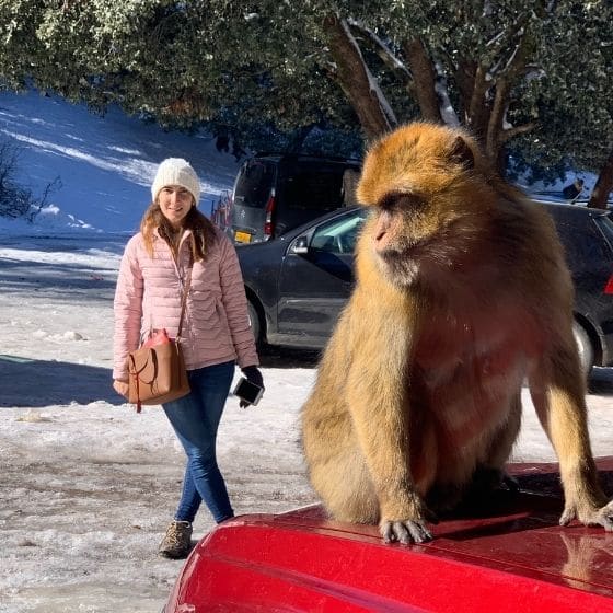 Barbery Macaque Monkey, Ifrane - Blog Dreaming of Benis