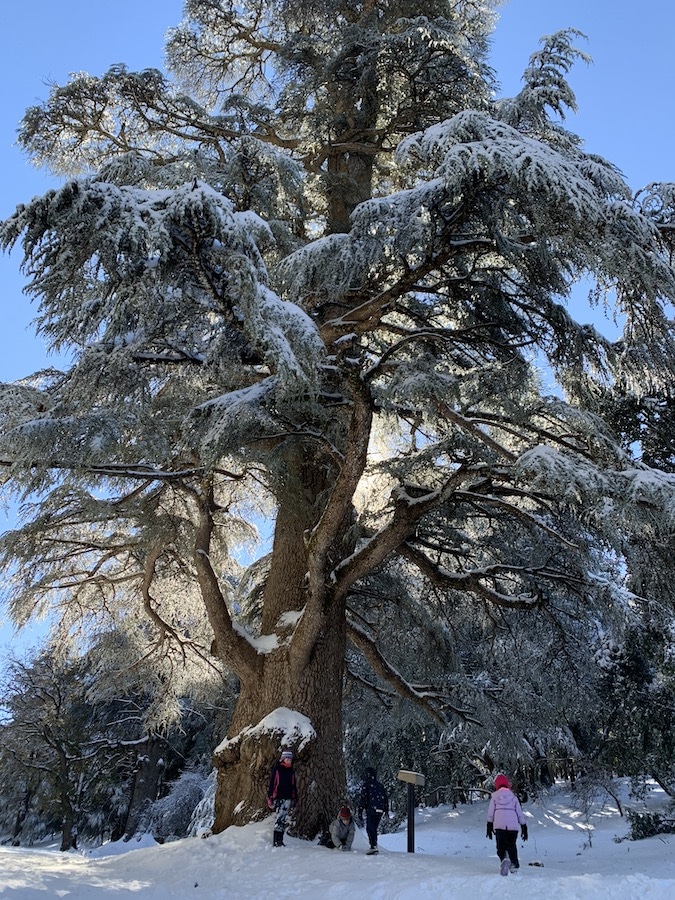 Giant Cedar forest, Azrou, Morocco - Blog - Dreaming of Benis